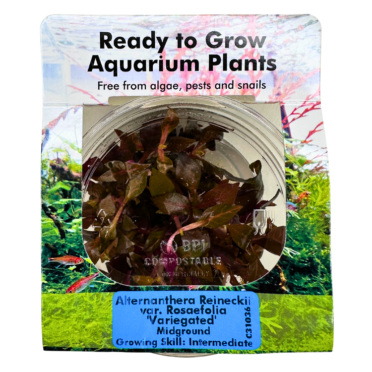 Tissue Culture Plants