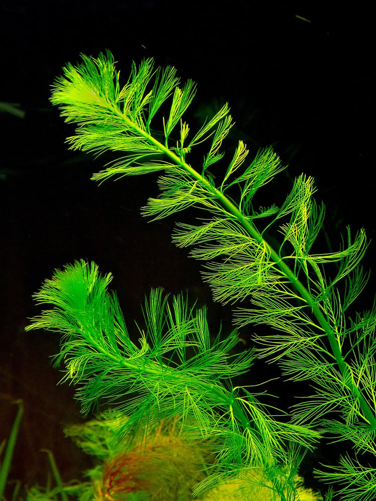 Aquatic plants