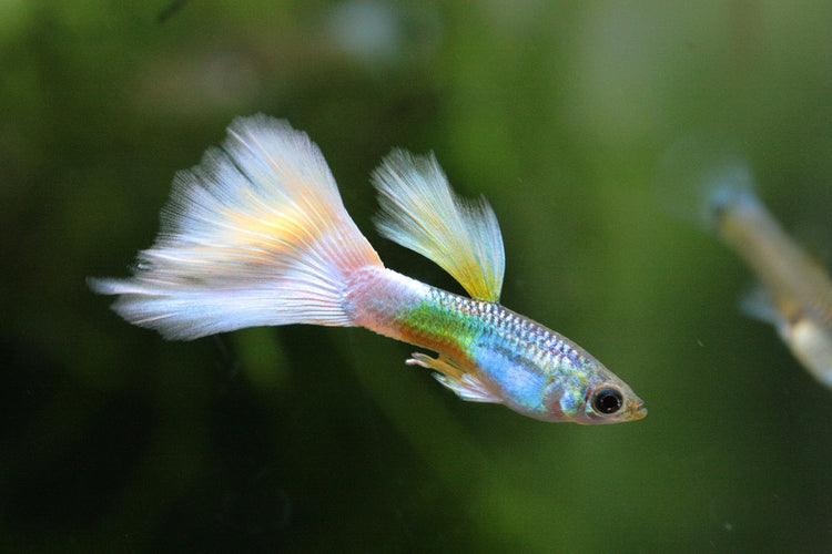 Live Fish