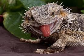 Reptile Products