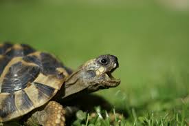 Tortoise Products