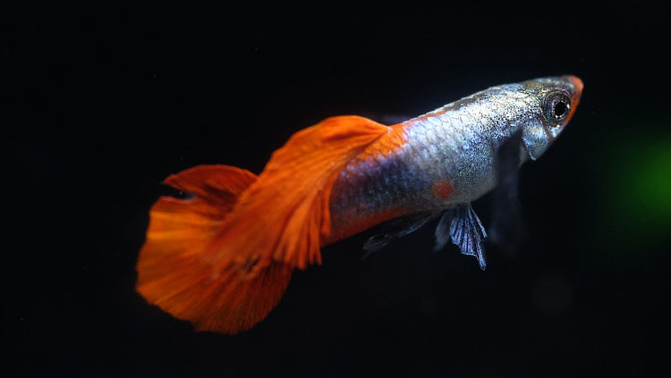 Guppys