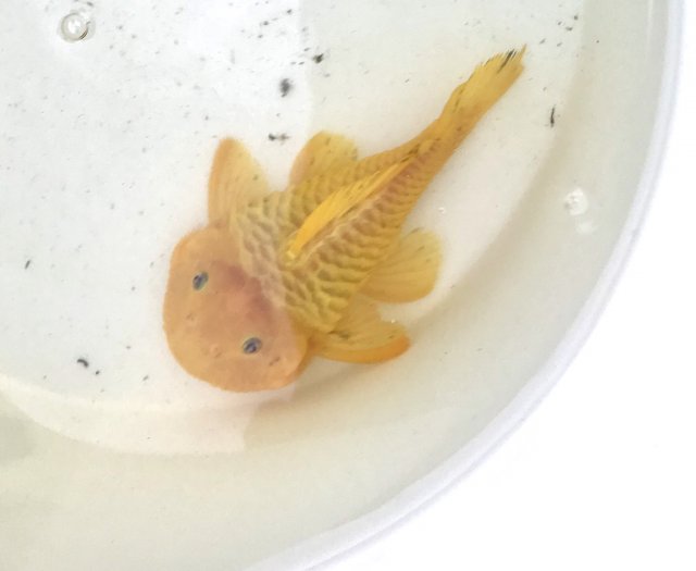 24K Chubby Pleco Parancistrus aurantiacus