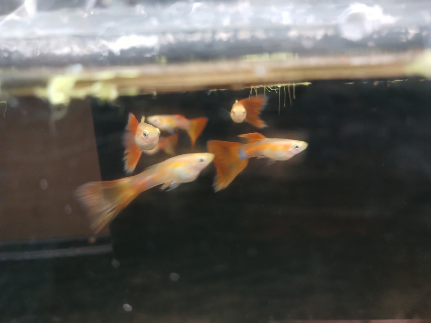 Golden Red Flamingo Guppy - Male