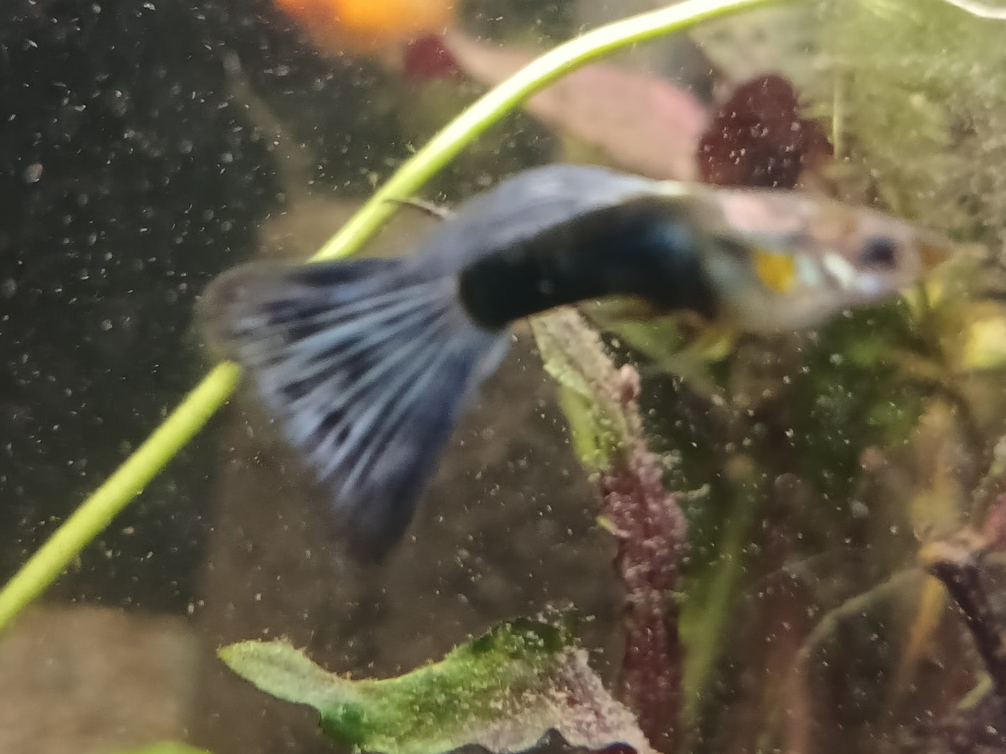 Black Tuxedo Guppy - Male
