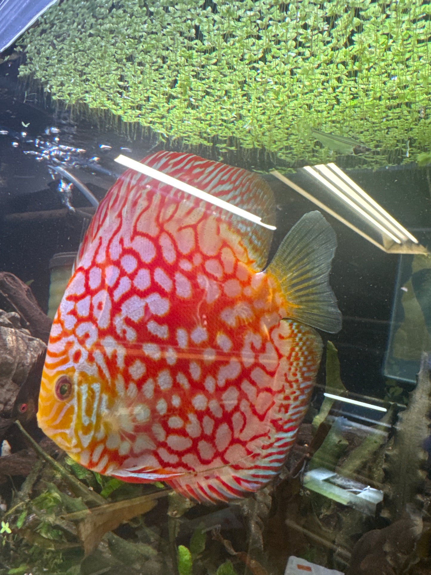 Rafflesia Discus