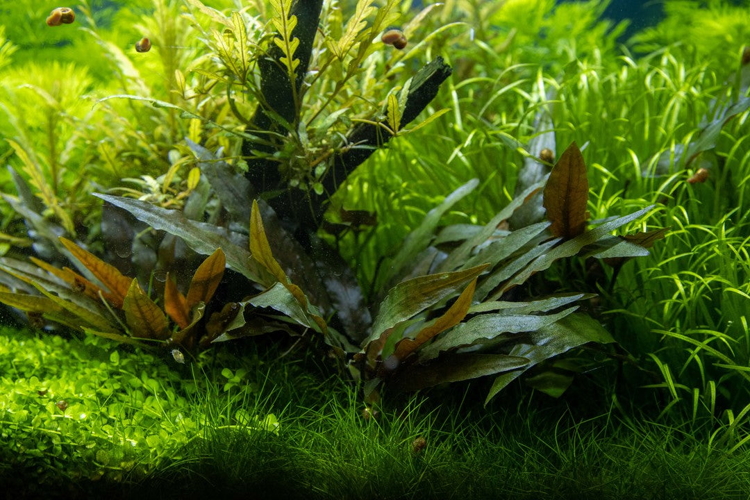 Cryptocoryne Petchii