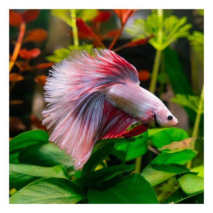 Super Delta Male Fighter – Top Fin Aquatics1