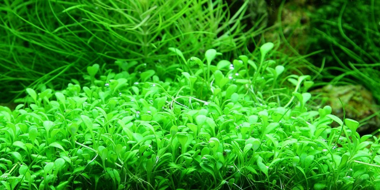Glossostigma elatinoide