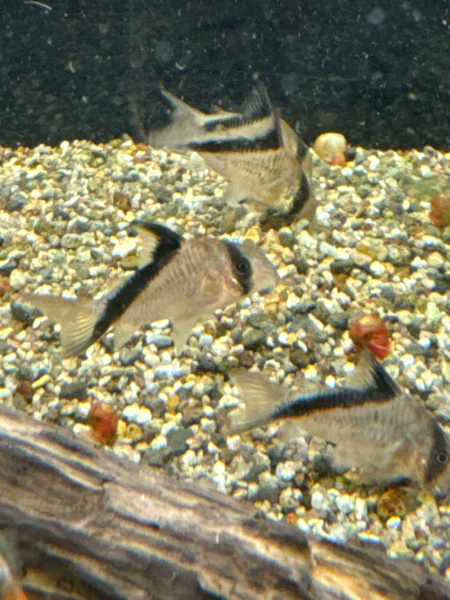 Bandit Corydora