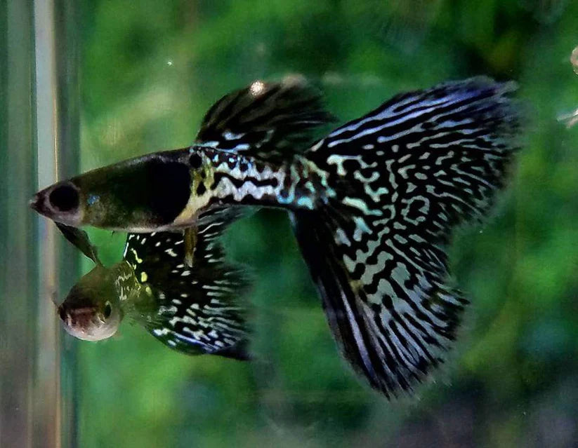 Metal Snake Black lace Guppy - Male