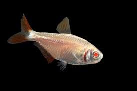 Albino Buenos Aires Tetra (Hyphessobrycon anisitsi)