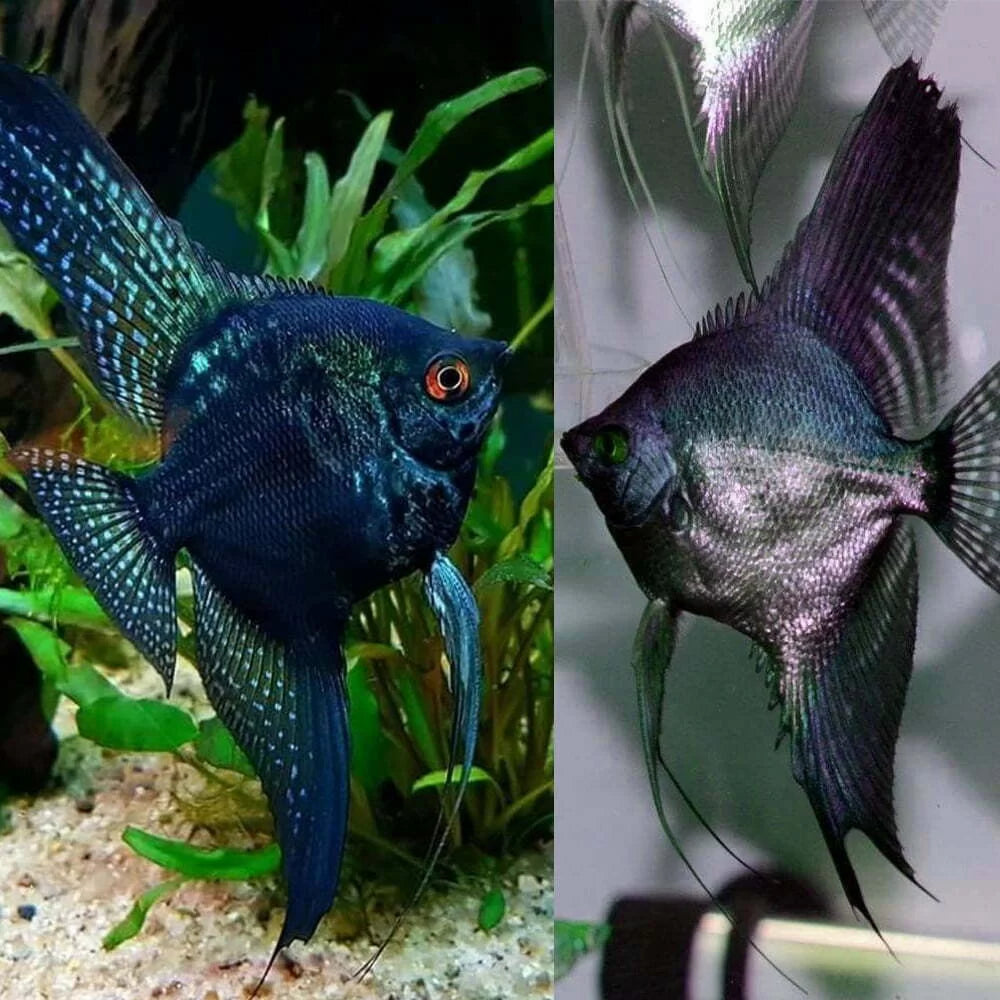 Smokey Angelfish Blue Pinoy Angelfish For Sale Black Pinoy Angel