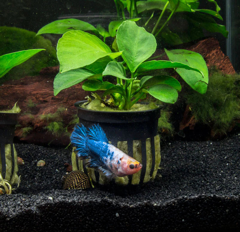 Dwarf Anubias (Anubias nana)
