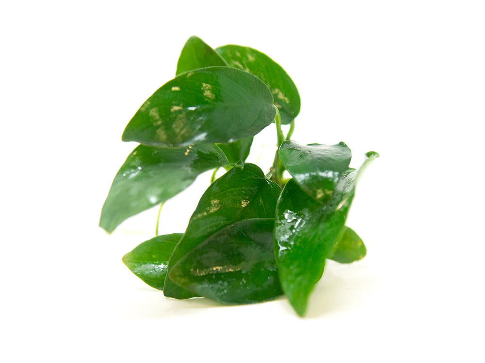 Dwarf Anubias (Anubias nana)