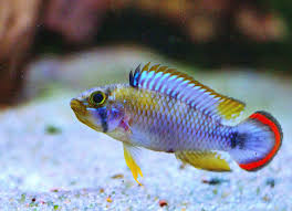 Apistogramma Panduro (Panduro Apisto)