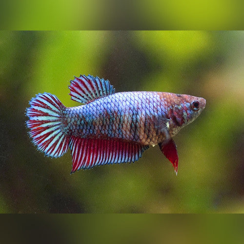 Assorted Female Beta
