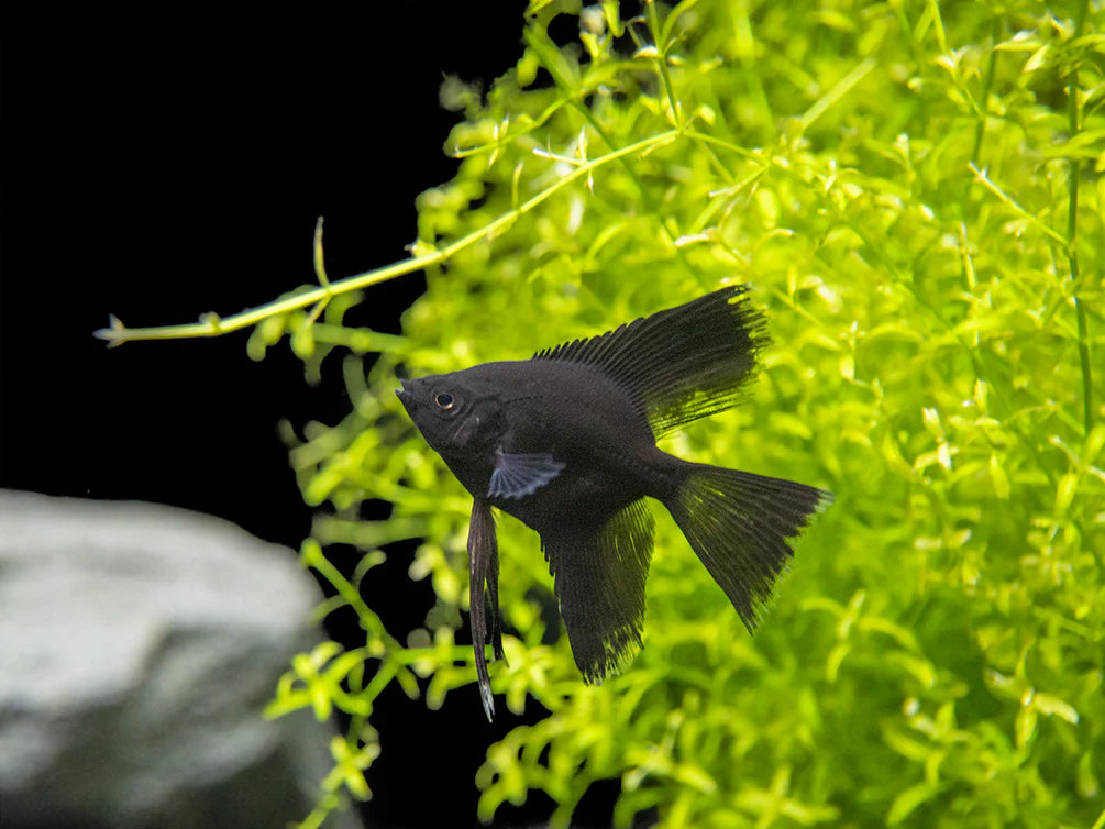 Black Angel - Pterophyllum Scalare
