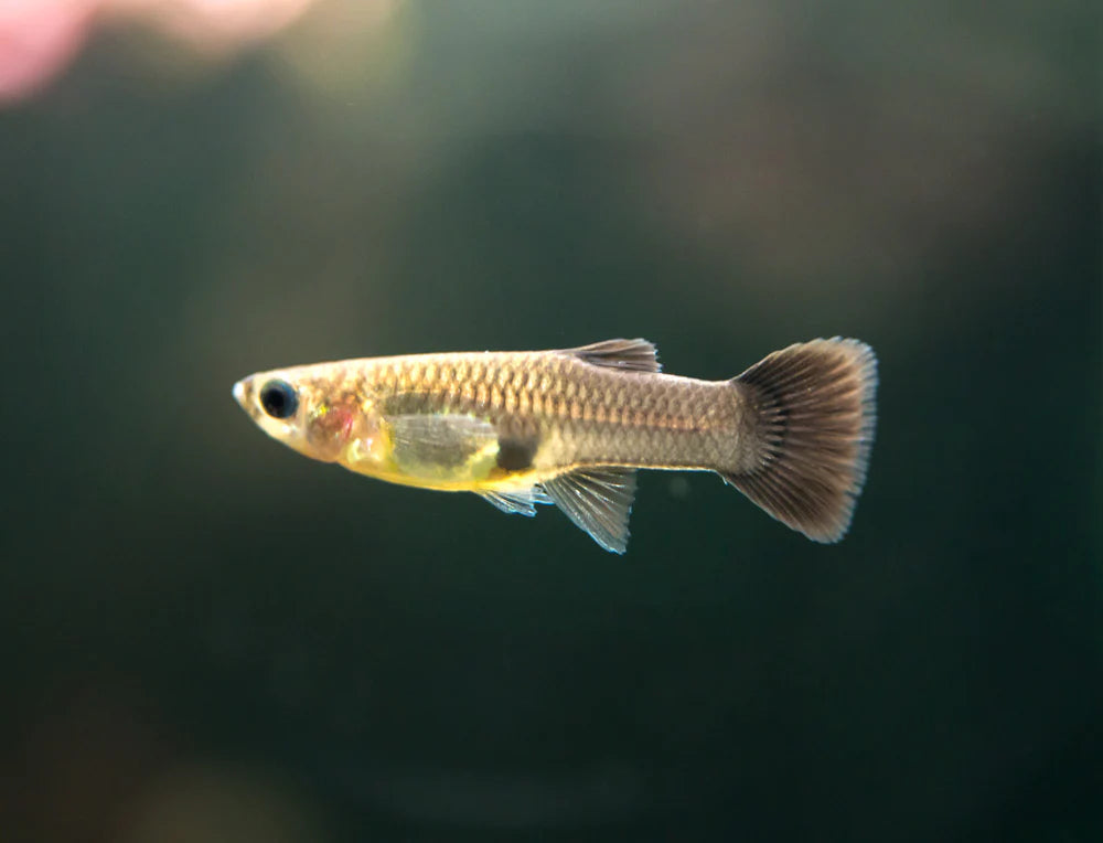 Black Moscow Guppy - Female - Home Bred
