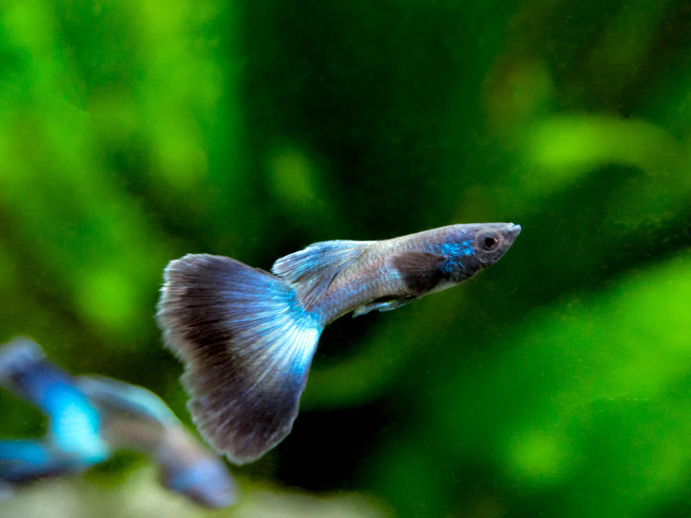 Blue Moscow Guppy - Male - Home Bred
