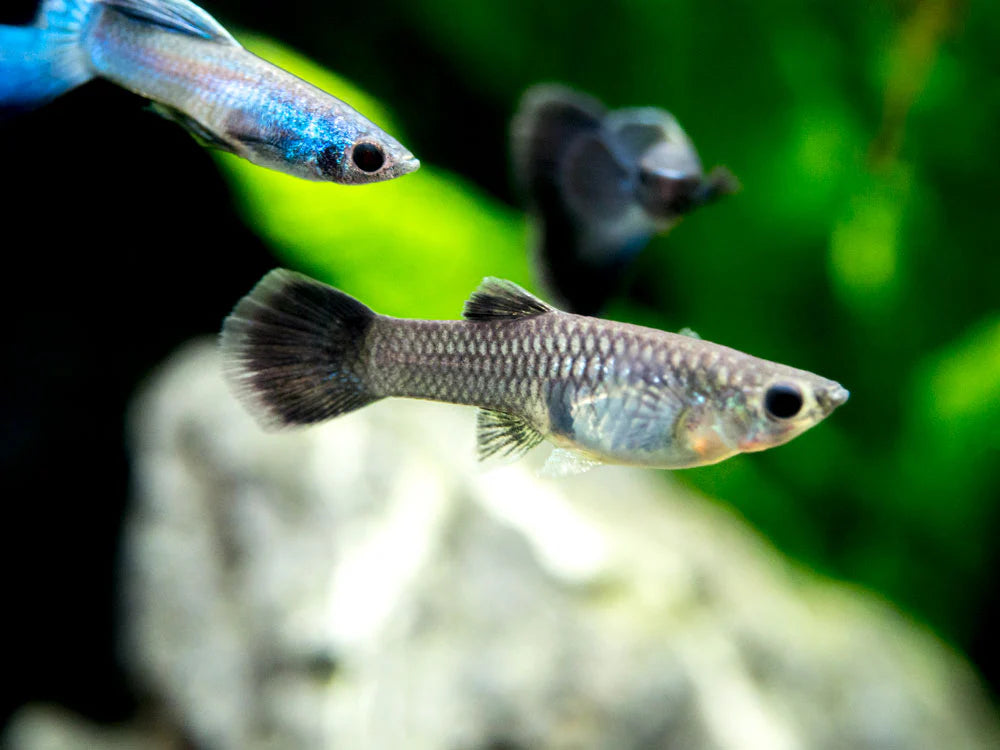 Blue Moscow Guppy - Female - Home Bred