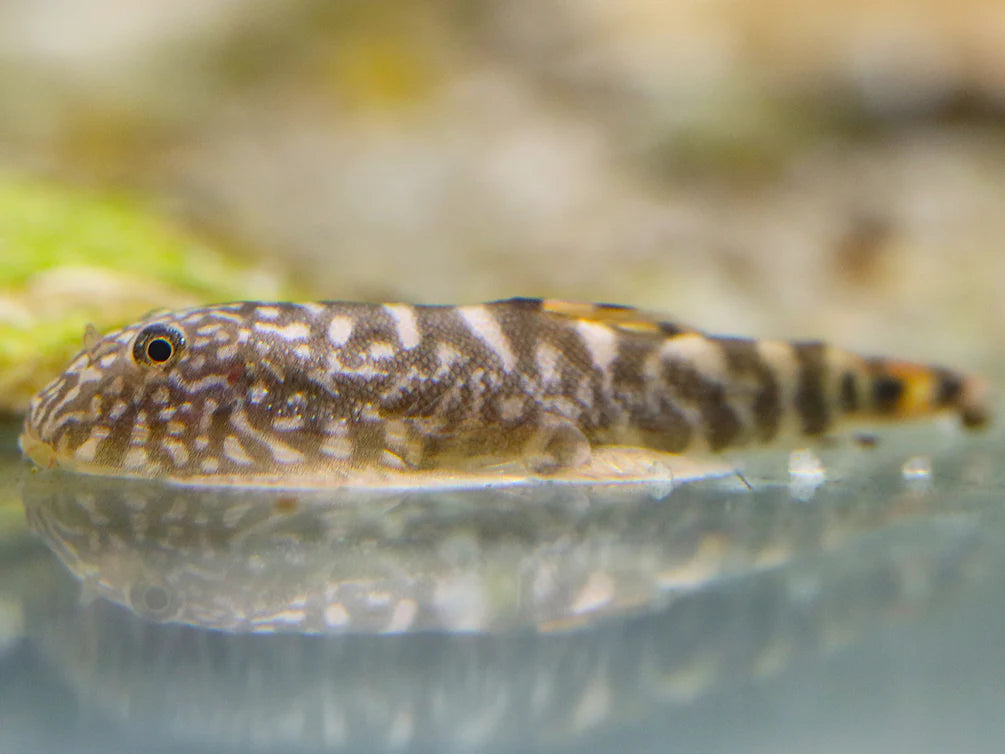 Blue tail Myers Hillstream loach