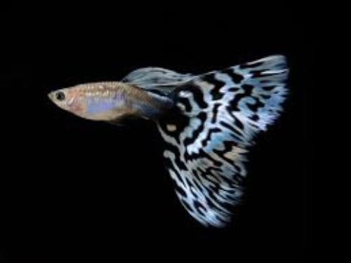 Blue Mosaic Guppy - Pairs