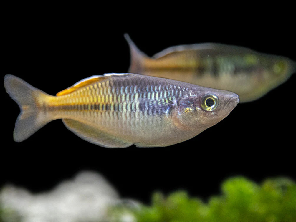 Boeseman's AKA Boesemani Rainbowfish (Melanotaenia boesemani)