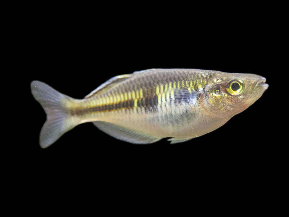 Boeseman's AKA Boesemani Rainbowfish (Melanotaenia boesemani)