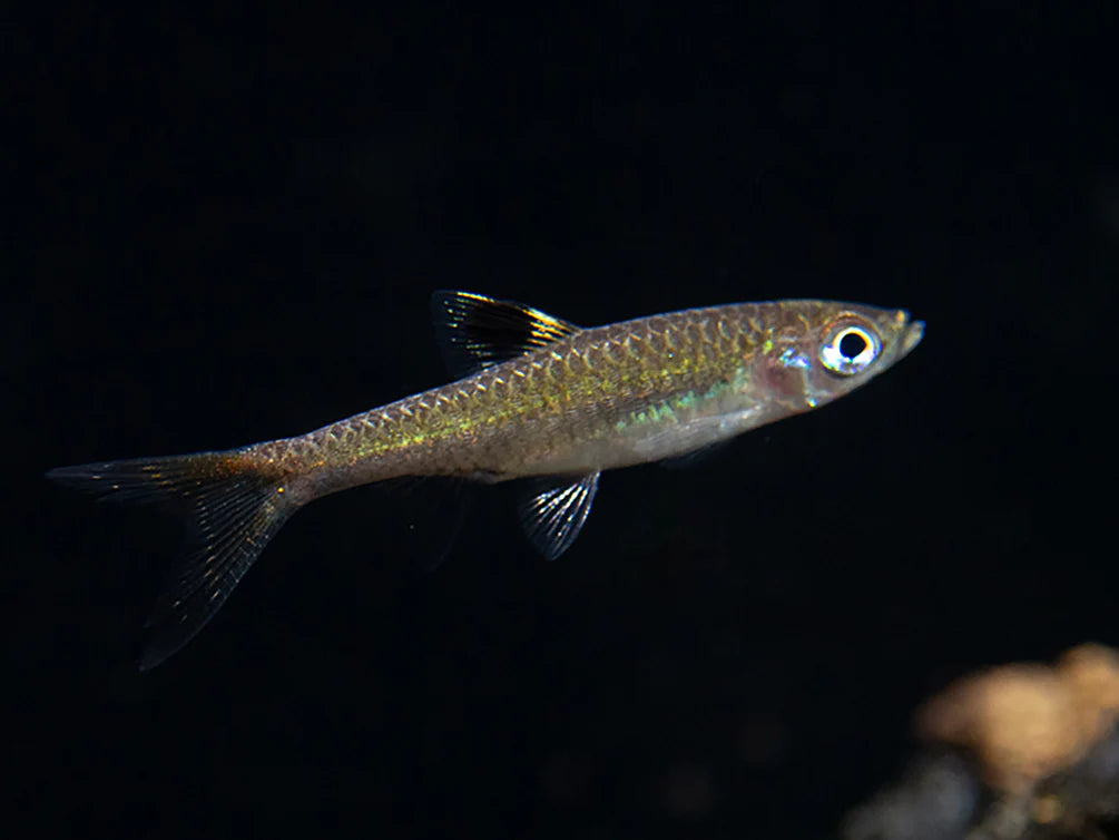 Emerald Eye Rasbora