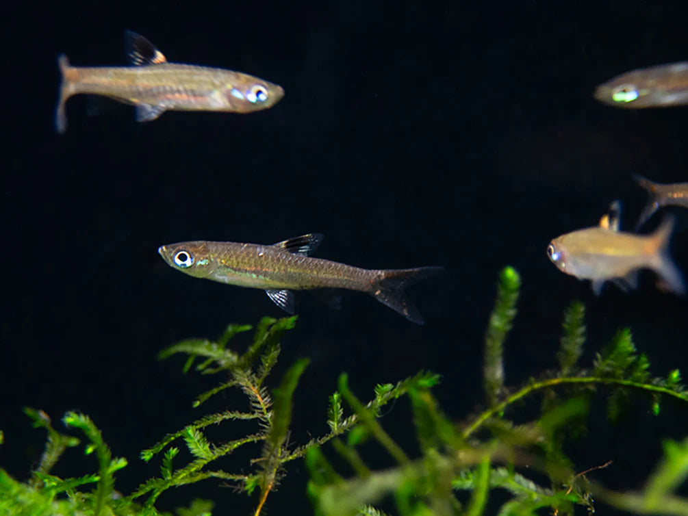 Emerald Eye Rasbora