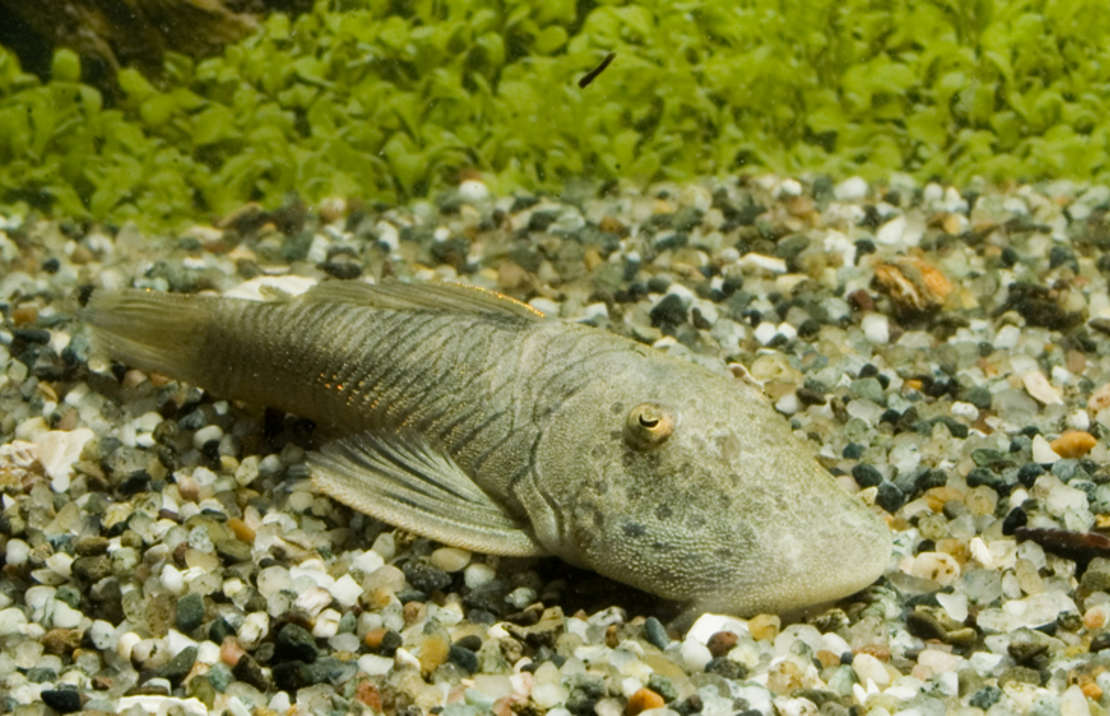 L187B Stripped Bulldog pleco