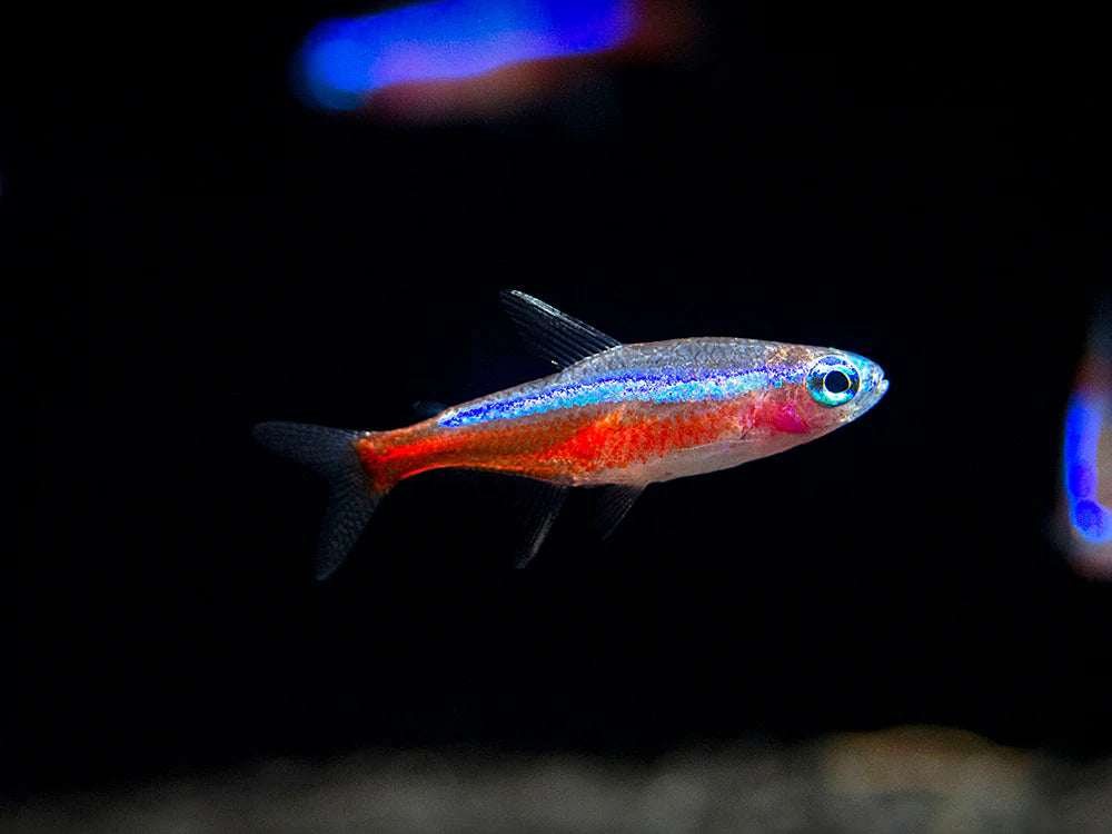 Cardinal Tetra (Paracheirodon axelrodi)