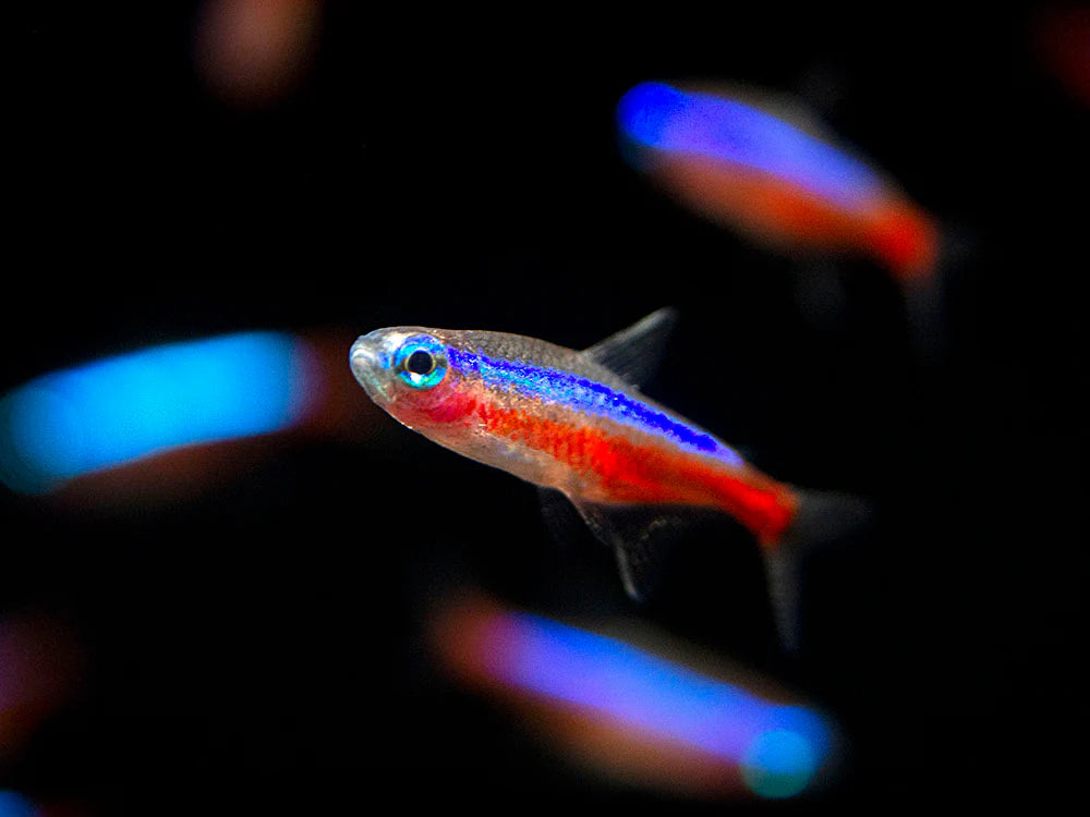 Cardinal Tetra (Paracheirodon axelrodi)