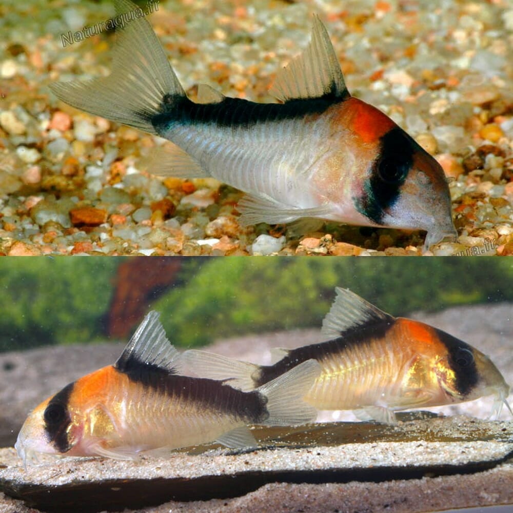 Adolfoi Corydora