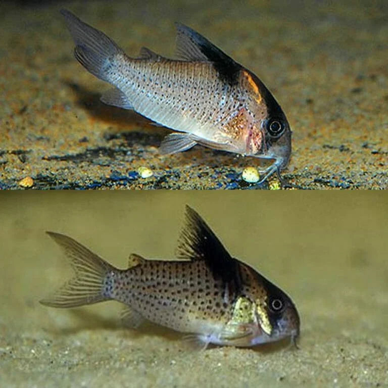 Spotted Corydora