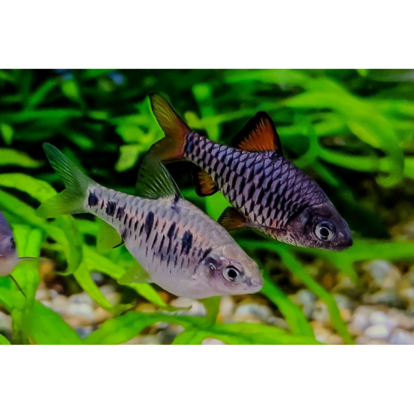 Checker Barb