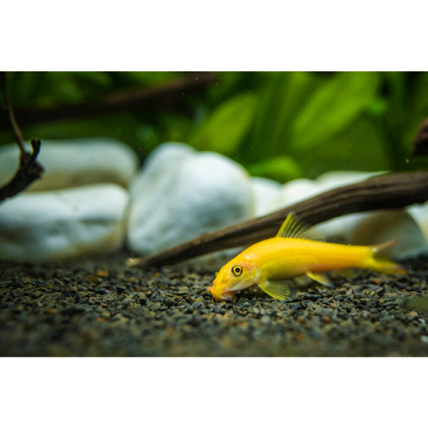 Gold Algae Eater - Gyrinocheilus aymonieri
