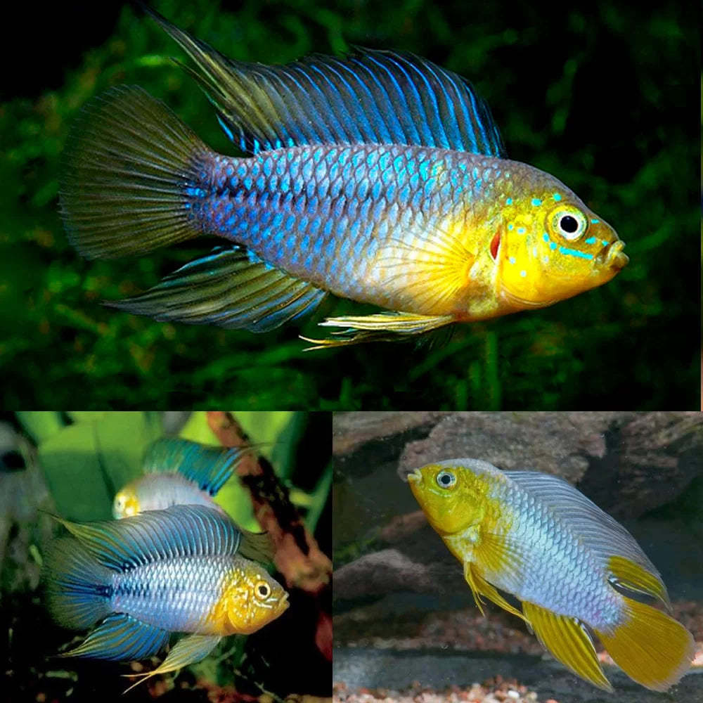 Borelli Dwarf Cichlid (Apistogramma borellii ) Pair 1m,1F