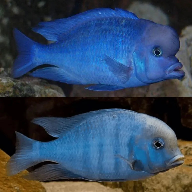 Blue Dolphin Cichlids - Large - NZ Breed