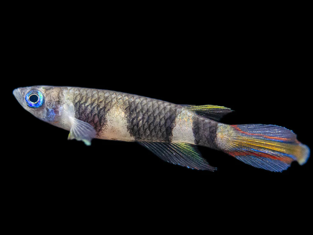 Clown Killifish AKA Rocket Killifish (Epiplatys annulatus)