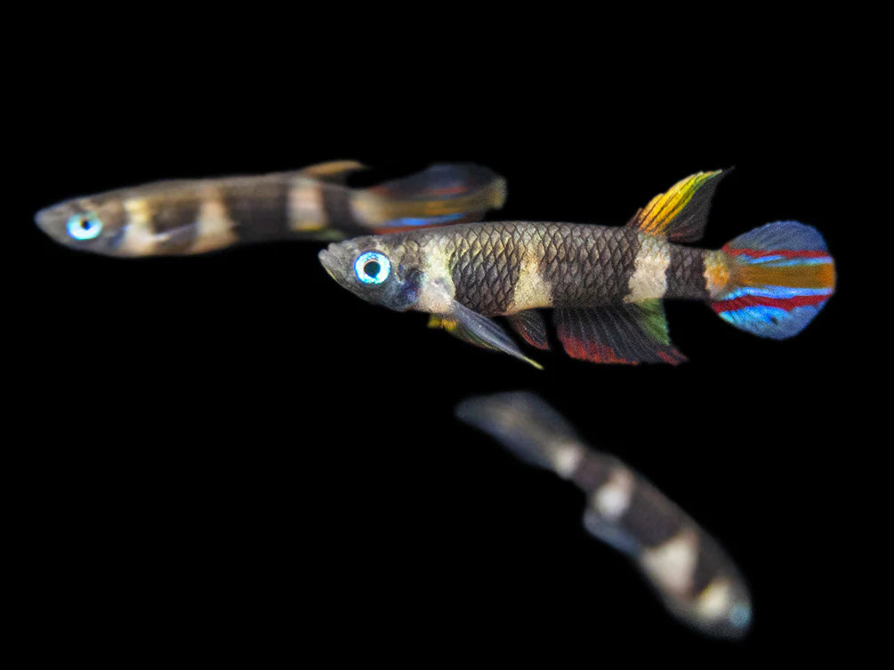 Clown Killifish AKA Rocket Killifish (Epiplatys annulatus)