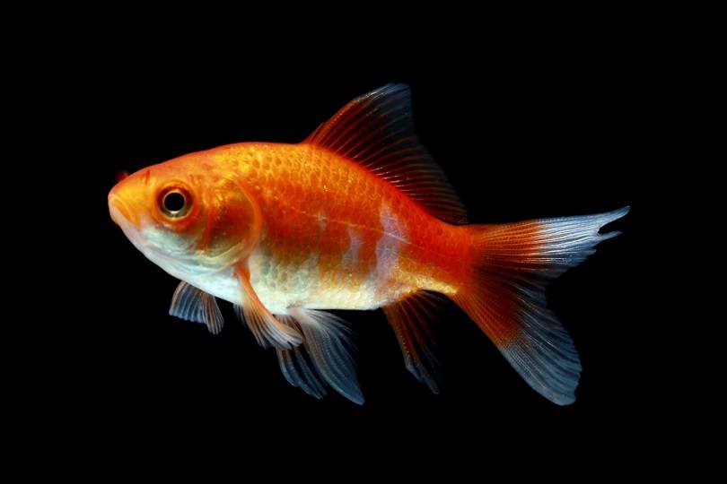 Red Comet Gold Fish 4cm – Top Fin Aquatics1