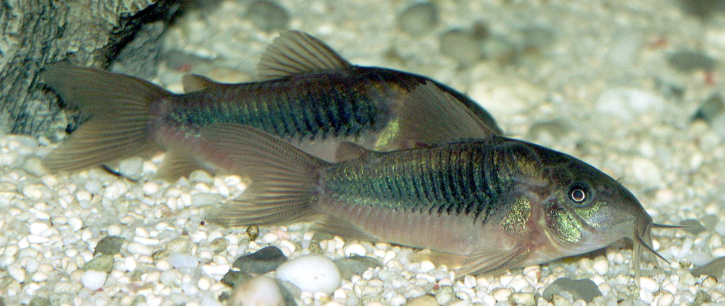 Bronze Corydora 2-3CM - Home Bred