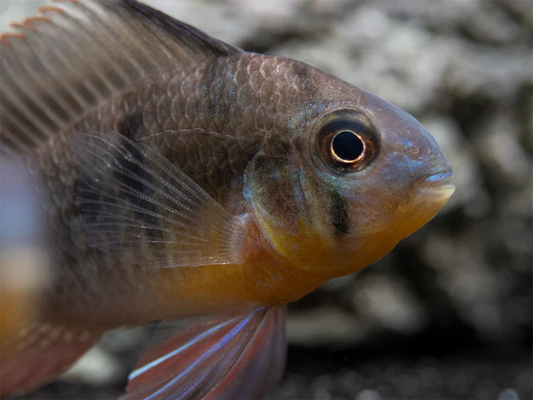 Bolivian Butterfly Ram