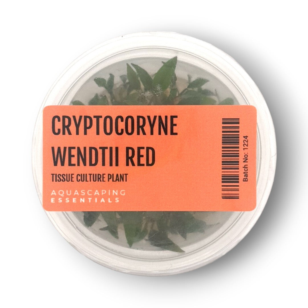 Cryptocoryne Wendtii Red Tissue Culture
