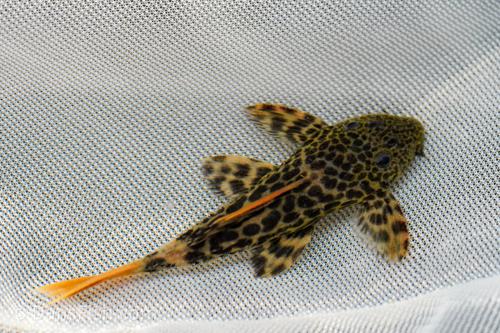 L600 Leopard Cactus Pleco