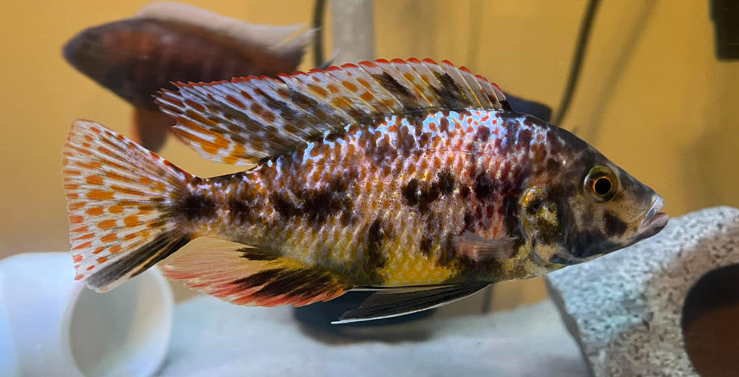OB Malawi Eye Biter Cichlid (Dimidiochromis compressiceps) – African Cichlid