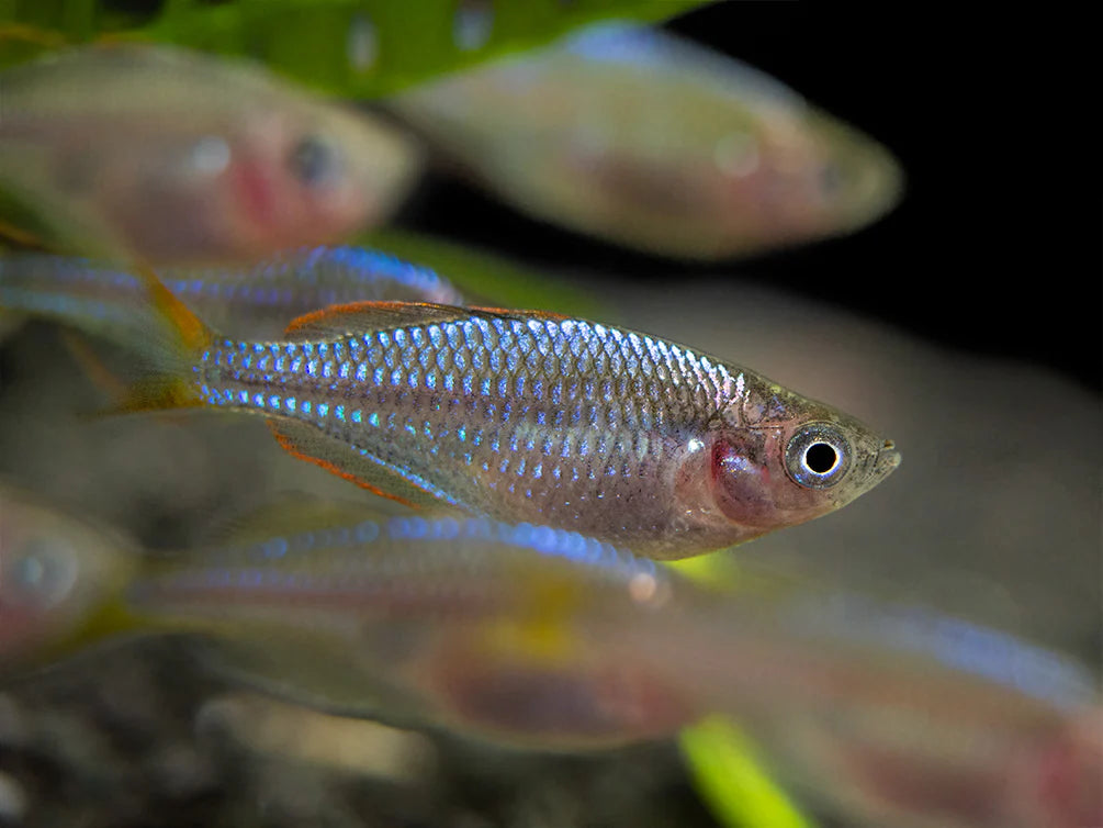 Dwarf Neon Praecox Rainbowfish (Melanotaenia praecox)