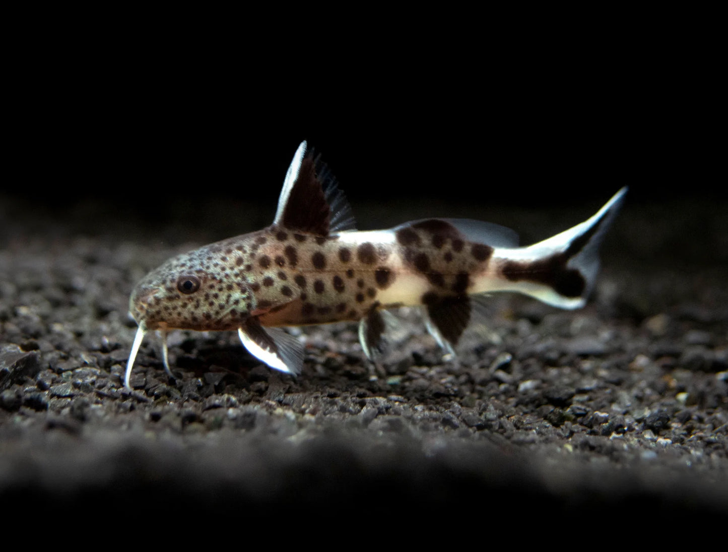 Cuckoo Catifsh - Synodontis petricola